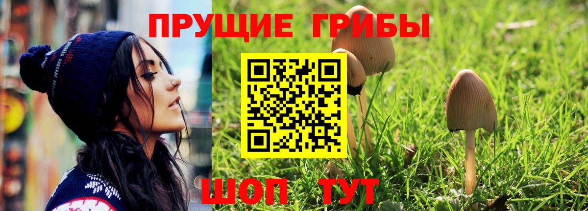 Псилоцибиновые грибы Psilocybine cubensis Новоуральск